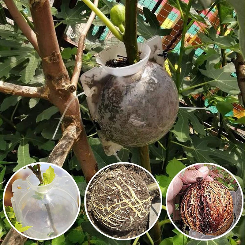 10/20Pcs Rooting Ball Plant Grafting Root Box 5/8CM Root Visible High Pressure Ball Breeding Growing Device For Garden Orchard