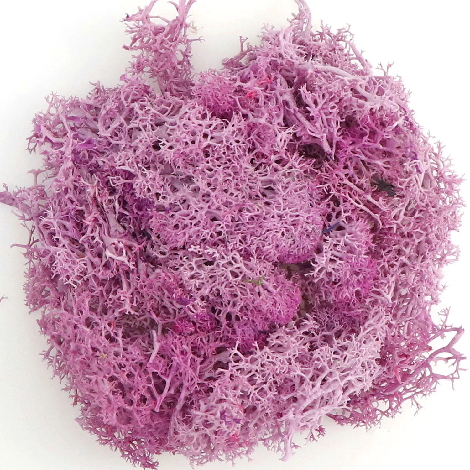 20 g künstliche grüne Moospflanzen, ewiges Lebensgras, Mini-Landschaft, Kunstrasen, DIY-Handwerk für Zuhause, Wohnzimmer, Garten, Dekoration – Detail 22
