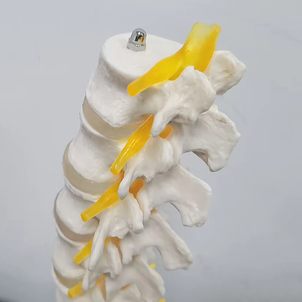 1 Pcs Medical science equipment 5-section lumbar spine with sacral accessory nerve (I) Orthopedic teaching display teaching aids