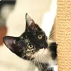 DIY Sisal Rope for Cat Trees - Replacement Scratching Post Climbing Frame Rope to Sharpen Cat's Claws 6