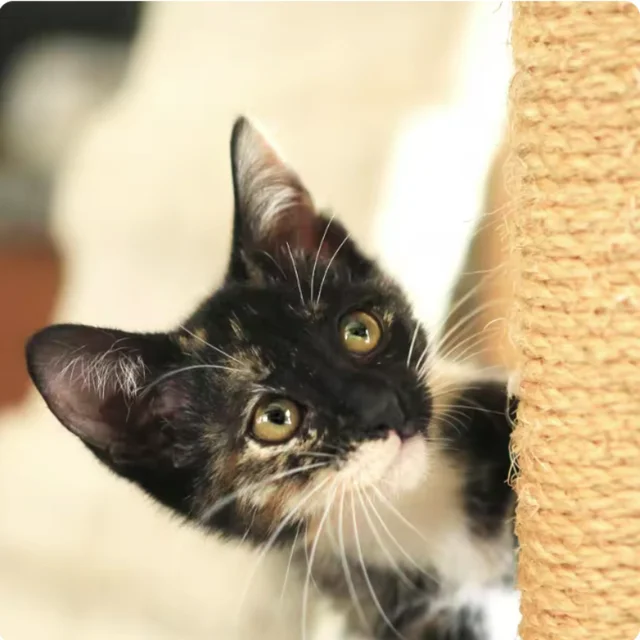 DIY Sisal Rope for Cat Trees - Replacement Scratching Post Climbing Frame Rope to Sharpen Cat's Claws 6