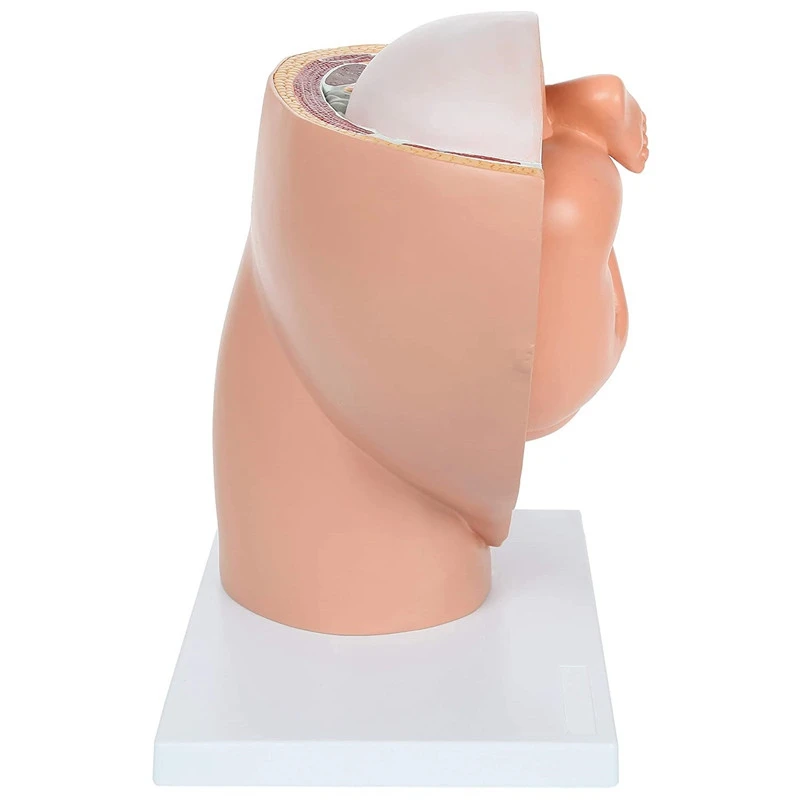 Fetal Development Anatomy Model 2