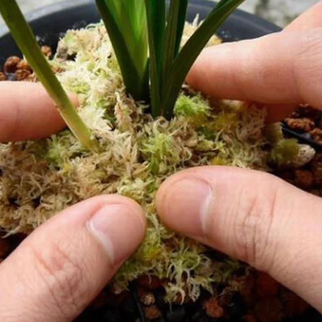 6 L Sphagnum Moha Mohát Hidratáló Táplálkozás Bio Műtrágya Védelme Orchidea Zamatos Növényi Gyökerek Diy Virág Edény Otthoni Kert - Image 4