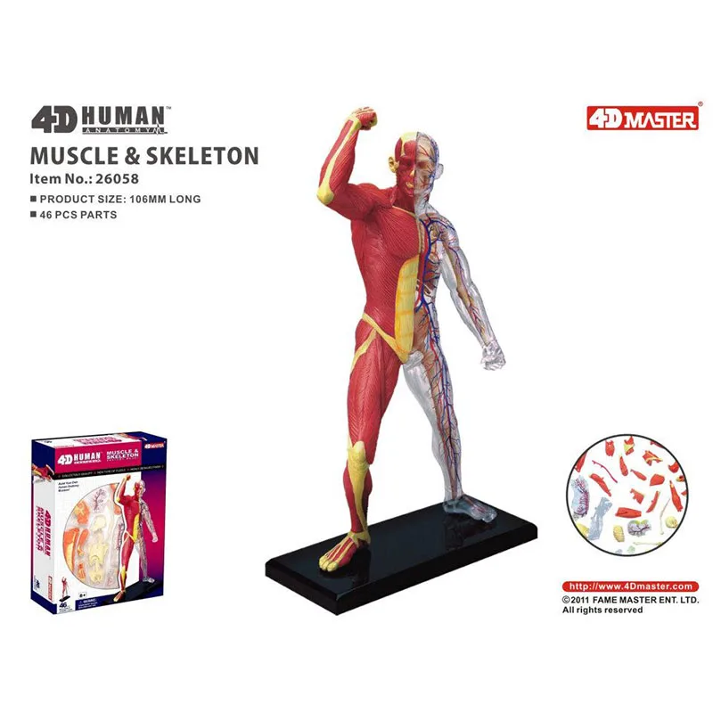 4D Master Human Anatomical Models DIY Body Anatomy Educational Tool Brain Heart Skeleton Ear Torso Hand Nose Knee Joint Eye