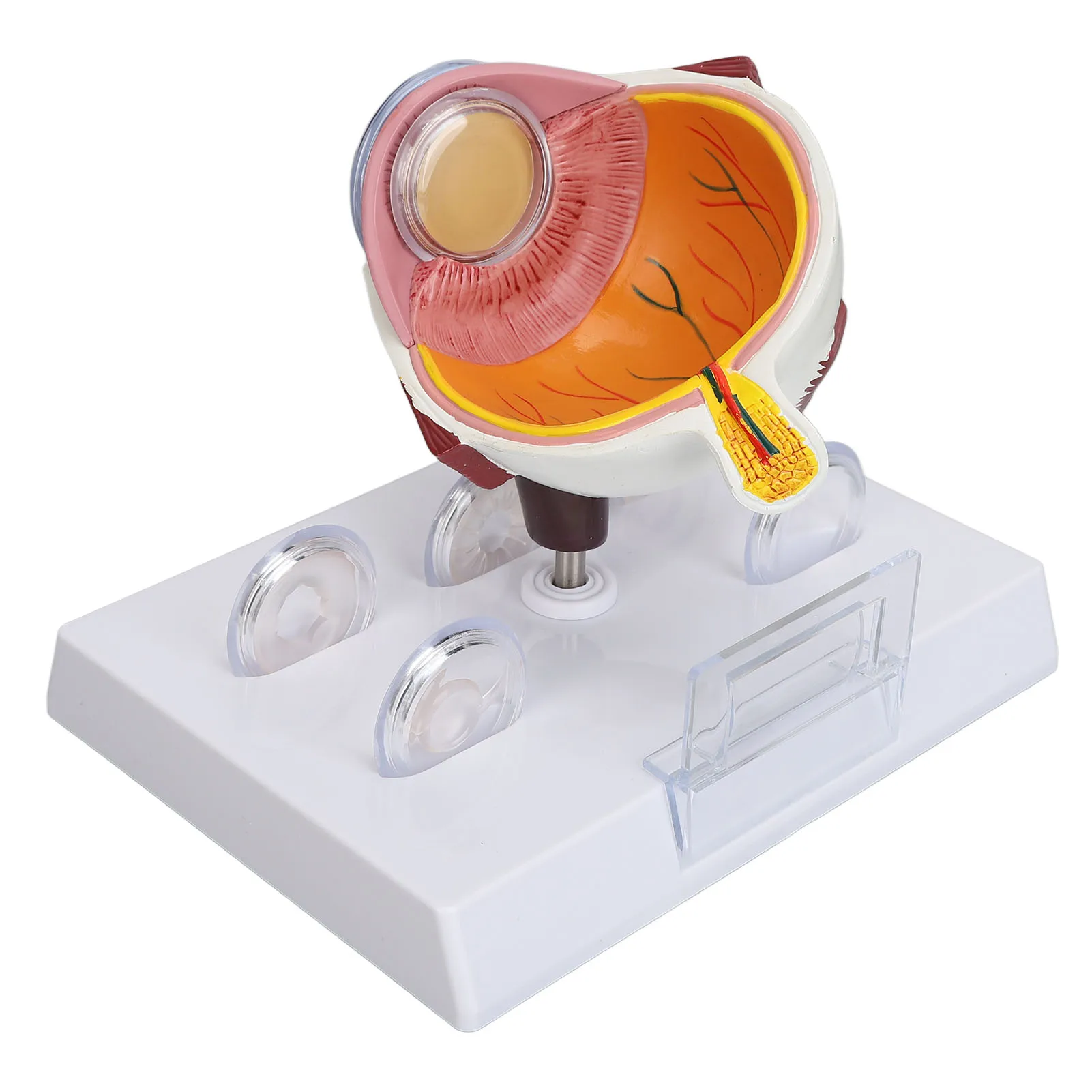 Human Eye Anatomical Model Accurate Display Enlarged  Eyeball Explanation Model with Card Human Eyeball Model 5