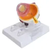 Human Eye Anatomical Model Accurate Display Enlarged  Eyeball Explanation Model with Card Human Eyeball Model 5