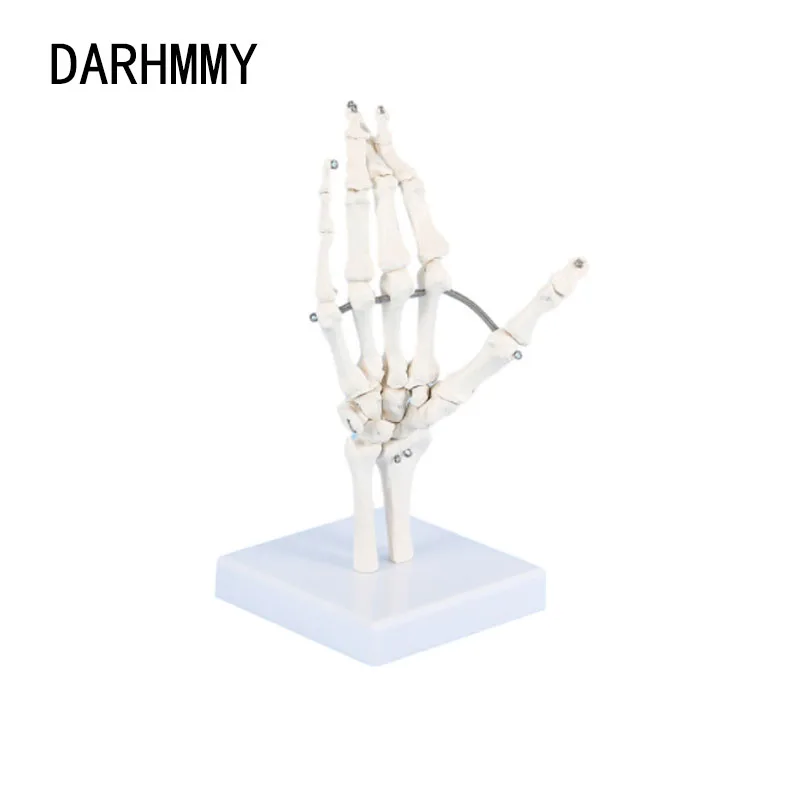 

DARHMMY 1:1 Размер, модель человеческих суставов, ручной скелет, костяной запястье, Vola, искусственные ладони, научные принадлежности для обучения