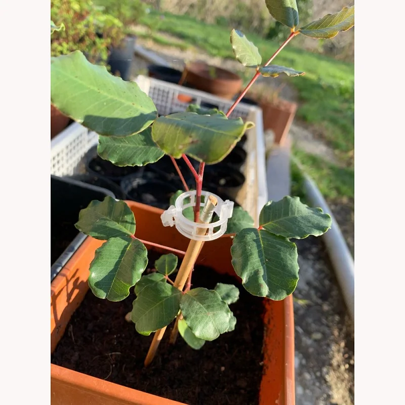50/100 reusable plastic plant support clips for plants hanging vine clips garden greenhouse vegetables tomato plant