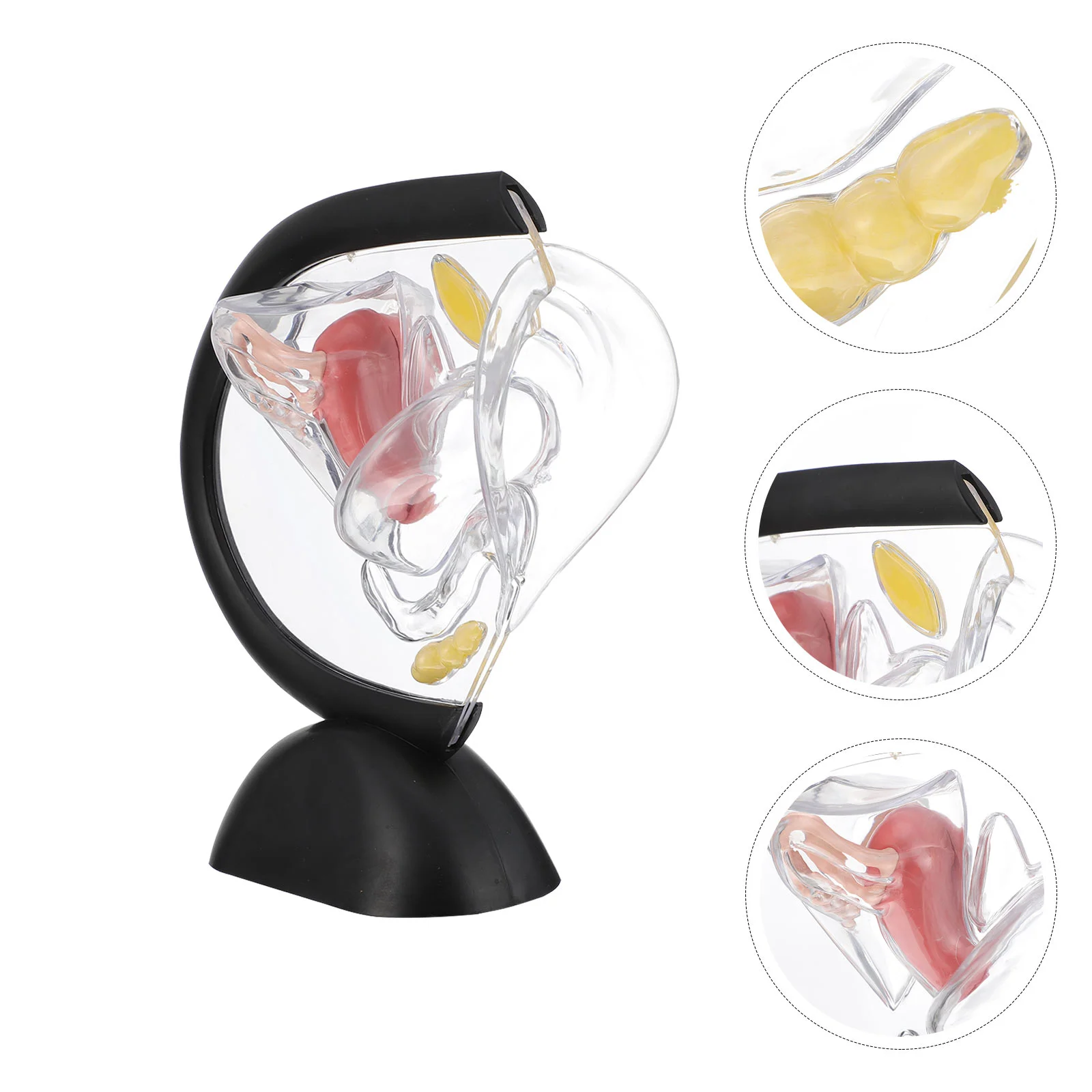 

Models Transparent Uterus Human Organ Visible Female Reproductive Body Women Structure Medical Wall Teaching Supply Nurse