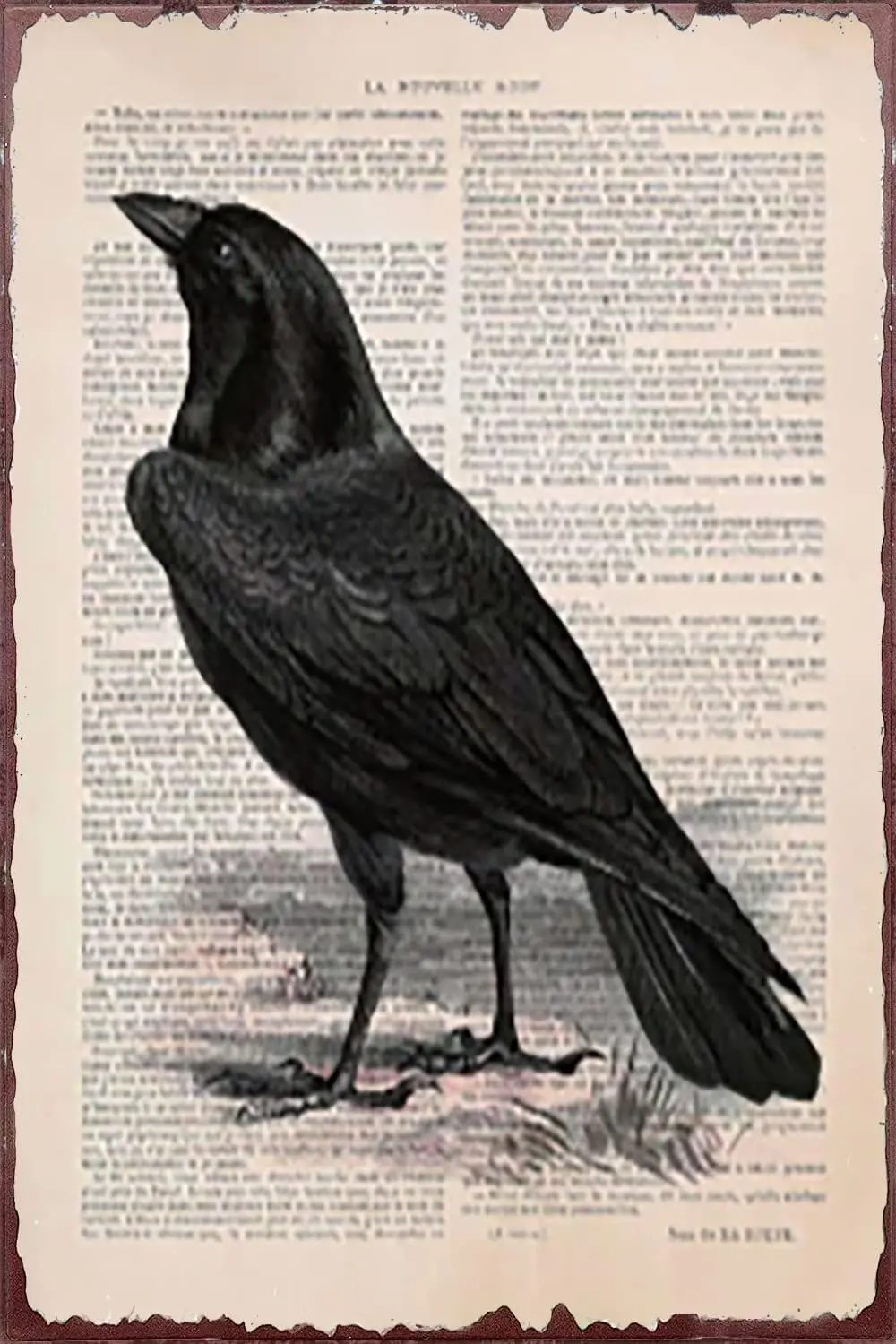 Halloween Vintage Raven Retro Metal Sign Antiquarian Giornale Crow Gothic Art Bird Wall Decor Fattoria Camera Da Letto Cafe Home Bar