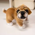 Brown pug