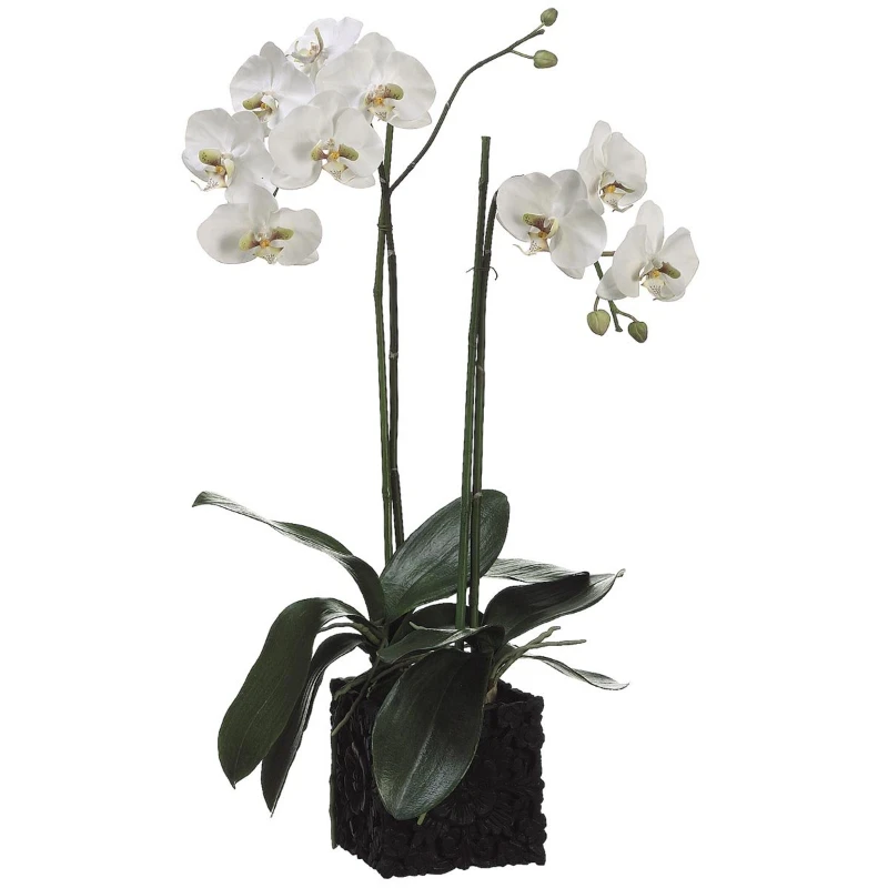 

31" Phalaenopsis Orchid Plant in Polyresin Container