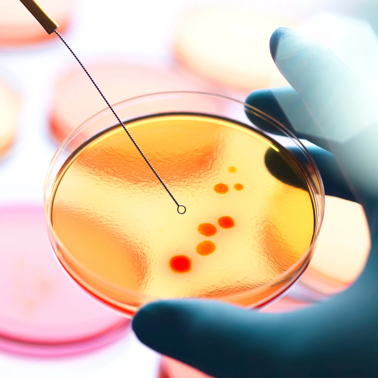 20 Pcs Cell Culture Plate Science Lab Equipment Party Decorations Experiments Agar Plates Mycology Prepoured