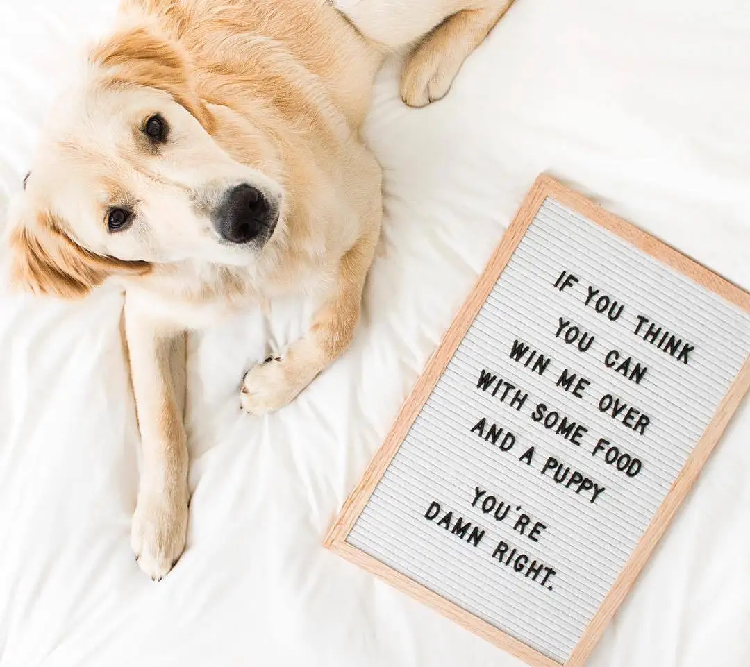 letterboardcompany__2018-04-30