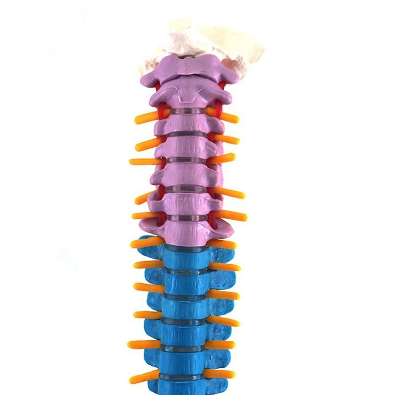 

45Cm with Pelvic Human Anatomical Anatomy Spine Spinal Column Model Teaching Resources for Students
