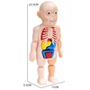 Body Anatomy Model For kids Children Human Torso Model Montessori Educational Learning Toys Organ Assembled Toy Kids 3D Puzzles 4
