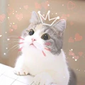 LoveCat Store