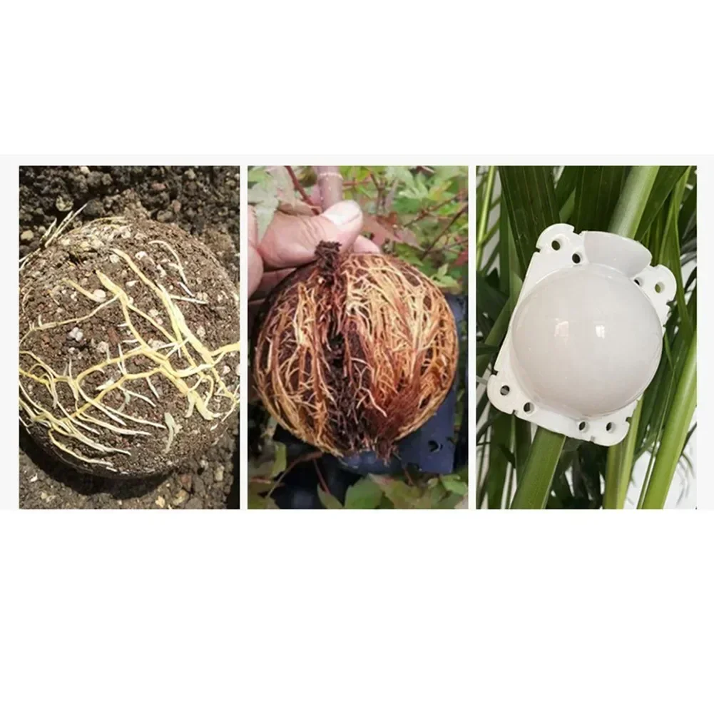 10PCS Plant Graft Box Rooting Equipment High Pressure Propagation Ball Garden For Indoor And Outdoor Plants Roses Climbers 3