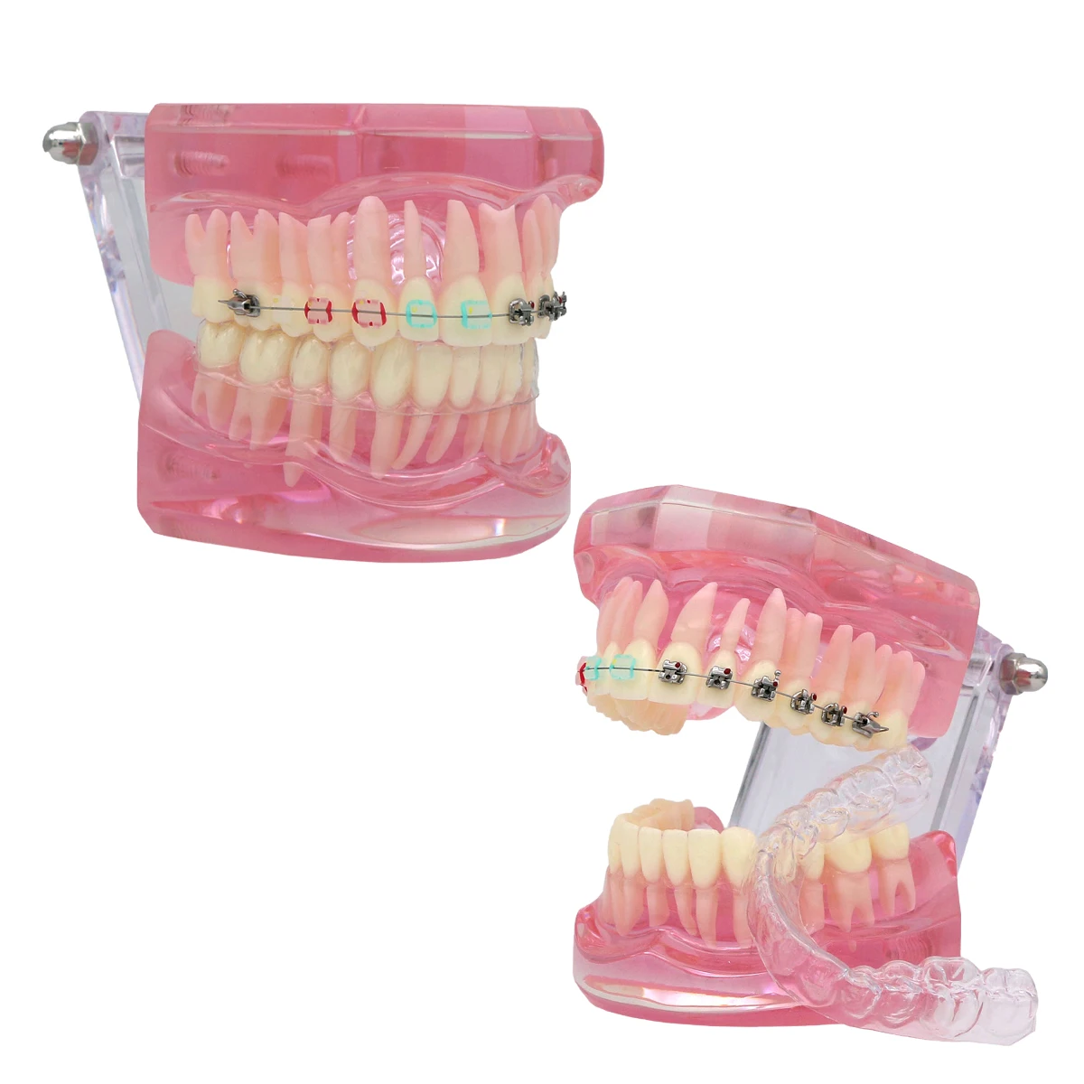 TeethOrthodonticModelDentalArticulatorDentalResinTeachingModelForDentierDentists