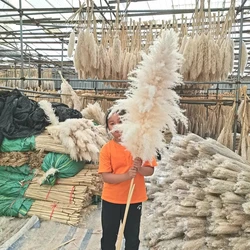 Wholesale 10pcs Boho Wedding Decor Large Plume Dry Pampas Grass Flower Decor Natural Real Preserved Dried Pampas For Home Decor
