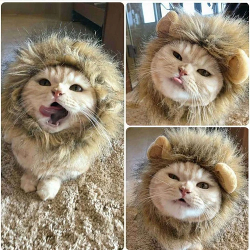 귀여운 사자 갈기 고양이 가발 모자, 개와 고양이 작은 개 애완 동물 고양이 장식 액세서리, 멋진 헤어 캡, 애완 동물 용품 2