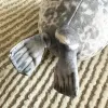 20cm Seal Pillow Kaiyukan Popular Soft Seal Doll Aquarium Plush Toy 5