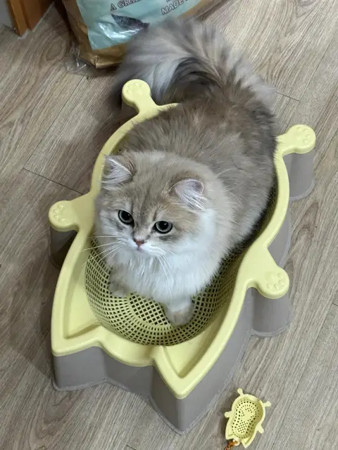 New Summer Bed cats Vegetable Basket Four Seasons Universal Breathable Accessories for cats houses & habitats Carrier for cat 2