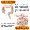 Simulation Human Body Torso Model Game Brain Heart Liver Stomach Kidney Teaching Tools Learning Educational Toys For Children 4