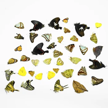 10Pcs Real Butterfly Specimens Without Wings DIY Production Materials For Insect And Butterfly Lovers Decoration Practice Produc 2