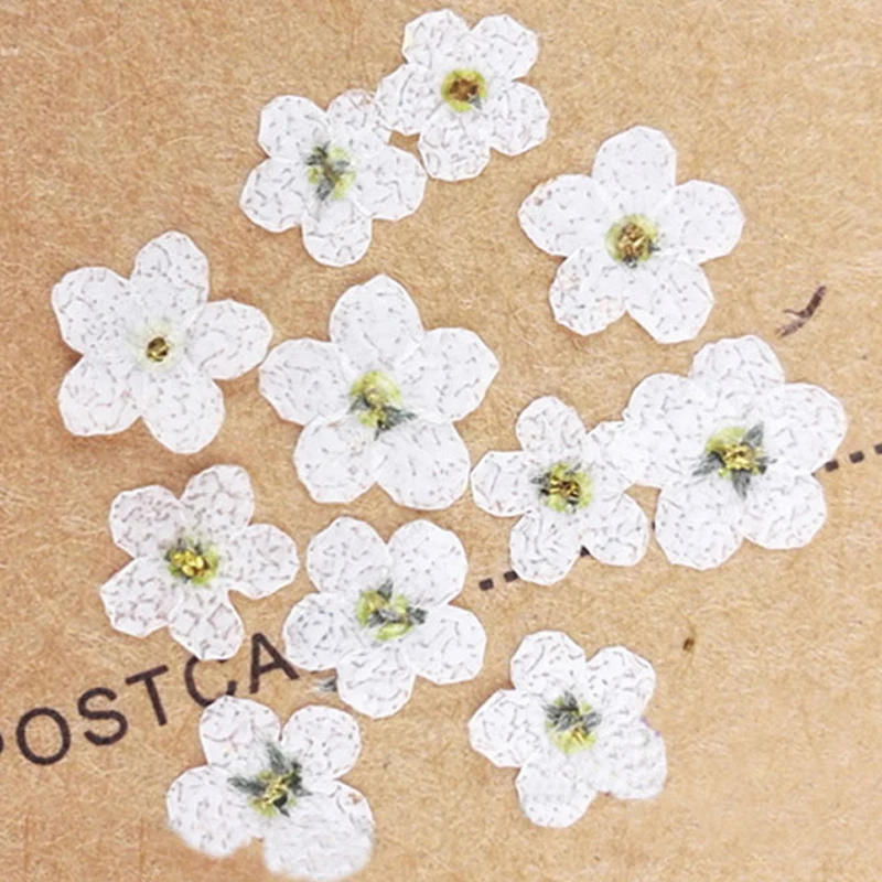 50 Pcs Natural Forget Me Not Pressed Dried Flowers Blue Don't Forget Me  Dried Flower Real Dried Flowers for Resin Jewelry Candle Card Making Nail  Art