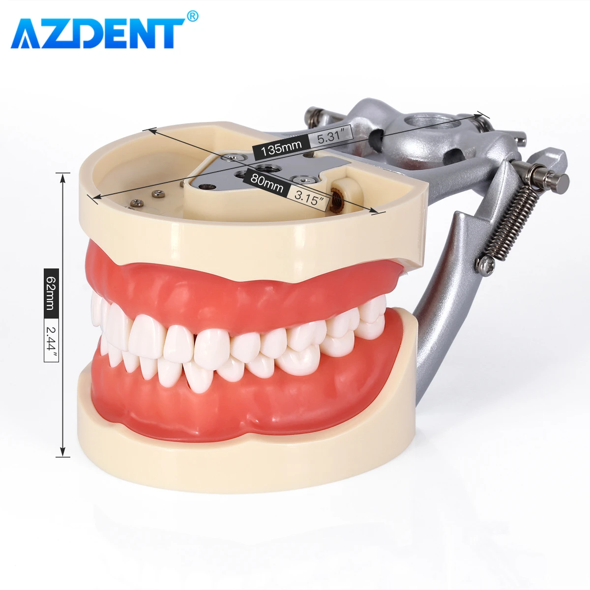 AZDENT 치과 치아 모델, 탈부착 치아 표준 연구, 교육 타이포돈트 데모 모델, 치과 클리닉 치과의사, 32 개