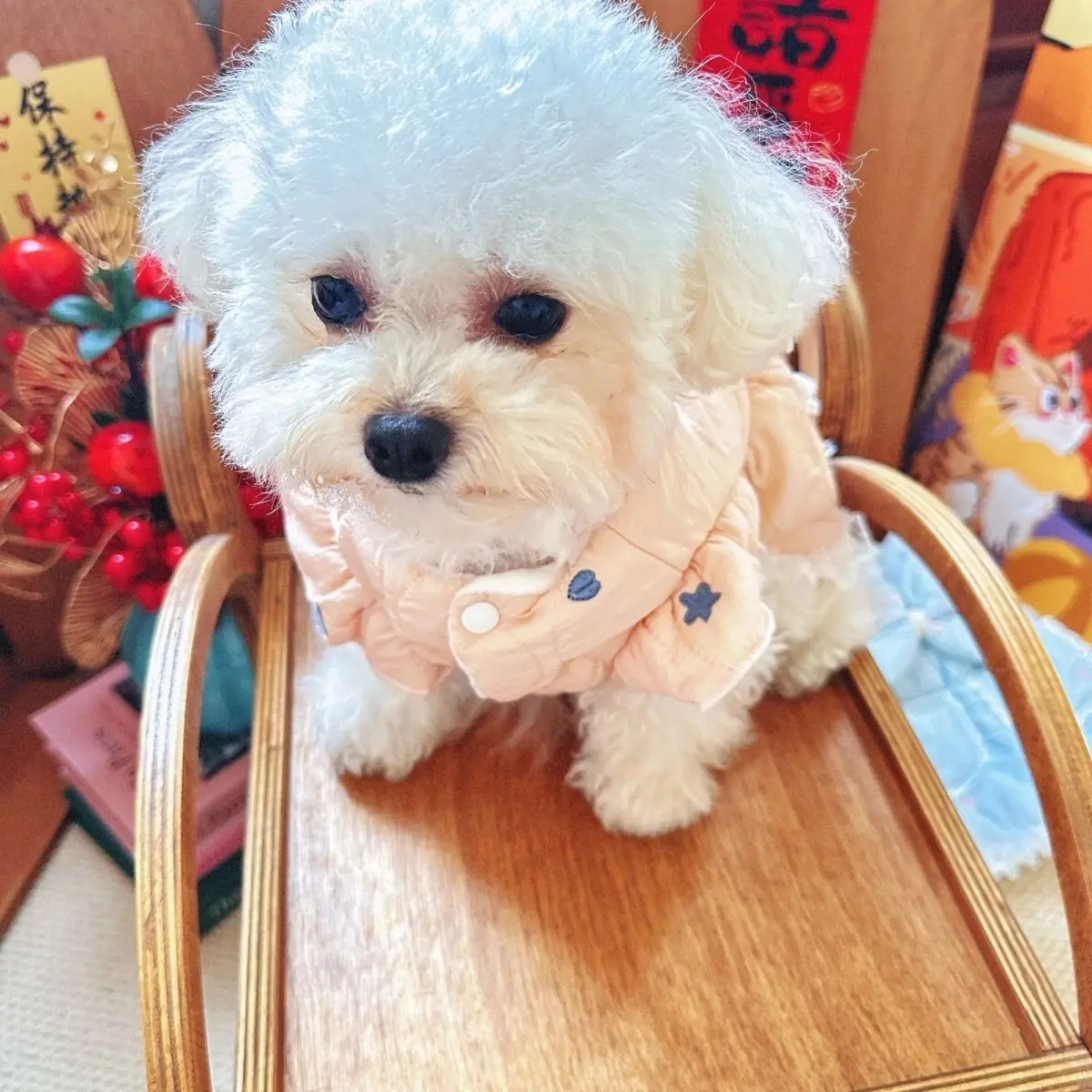Star Embroidered Dog Dress 4