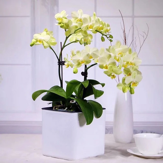 Jardinière blanche à arrosage automatique, indicateur d'eau, Pot de jardinière décoratif moderne pour toutes les plantes de maison, fleurs, herbes, légumes 4