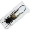Medallion fine body red spade specimen CMF true beetle insect handicraft material collection spade Art  home decor 1