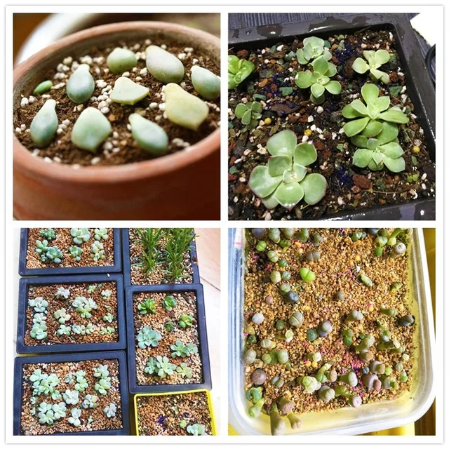 6Db -Es Pozsgás Növények Bonsai Növényi Élelmiszer -Összetett Műtrágya Gyógyhormonszabályozók Növekvő Helyreállítási Segítséget Nyújtanak A Kerti Tápanyagban - Image 4