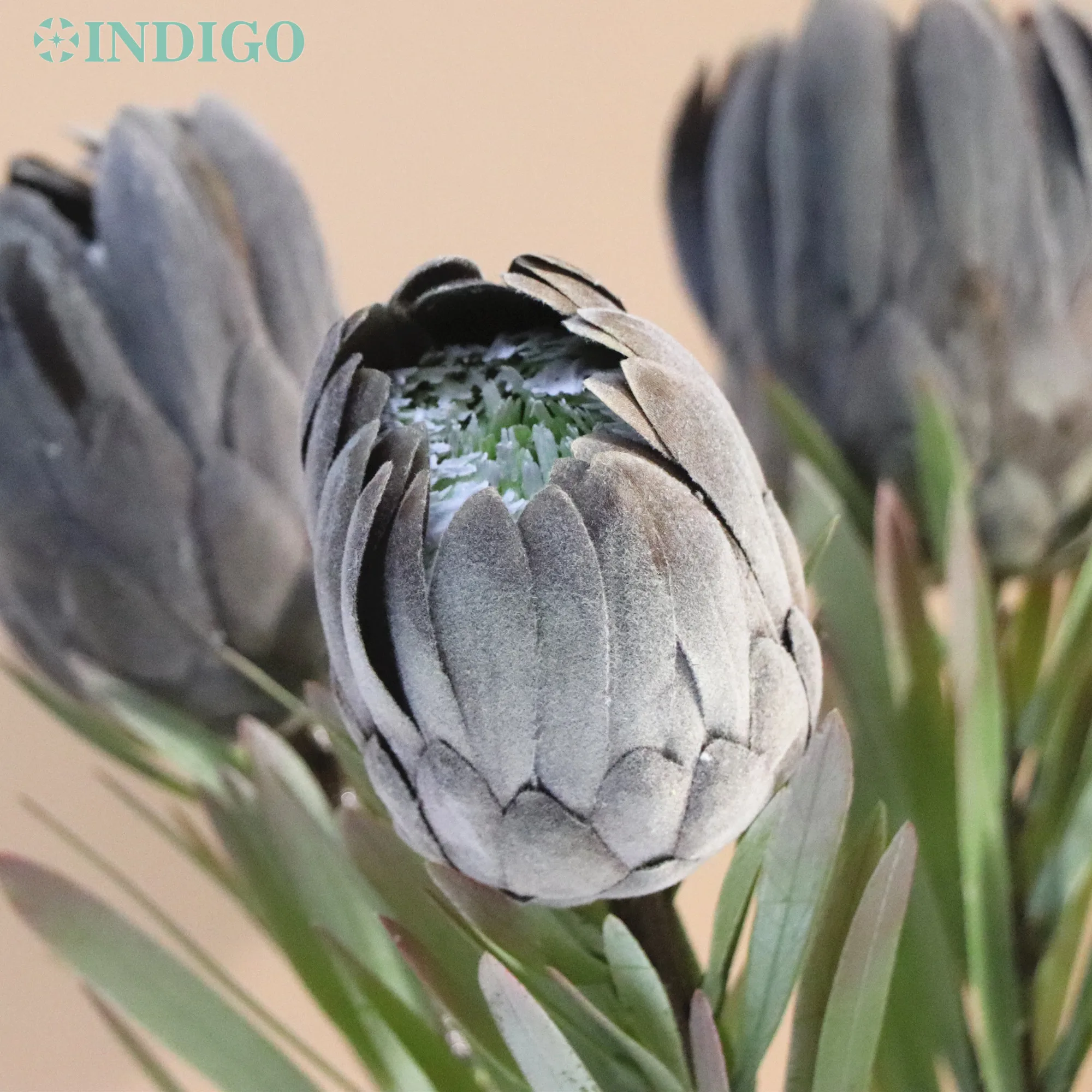 

INDIGO-Artificial Flower Bud Head, Dark Protea Cynaroides, Wedding Party, Event, Office, Shopwindow, Home Decoration, 56CM