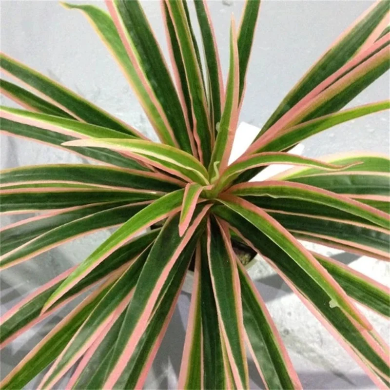 Artificial Chlorophytum Branches - Indoor Decorative Plastic Plants for Home Decor (Pot Not Included)