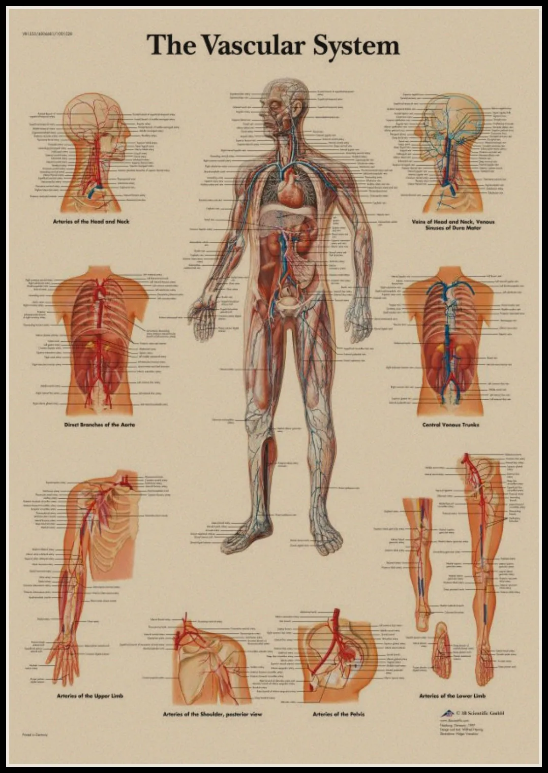 The Skeleton of The Body Structure Nervous System Front and Back Poster Bar Home Decor Retro Kraft Paper Wall Sticker