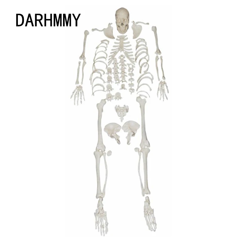 

Модель скелета из поливинилхлоридного материала DARHMMY с рассущенным человеческим телом, анатомия черепа, медицинская модель в натуральную величину