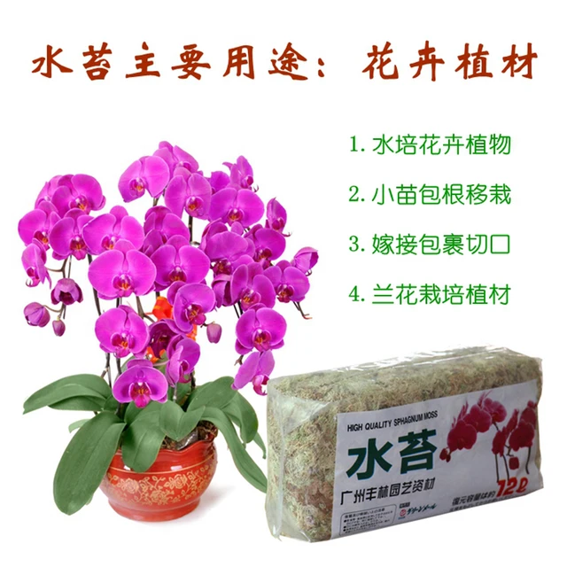 12L Száraz Víz Mohás Pillangó Orchidea Dendrobium Segítetlen Tenyésztés Közepes Húsevő Fű Zamatos Növénytermesztés