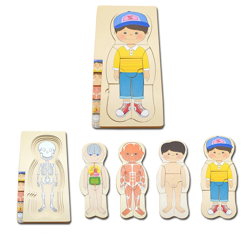 Montessori Wooden Multi-layer Puzzle Human Body Jigsaw Game Boys Girls Body Structure Early Educational Toys For Children Kids 2
