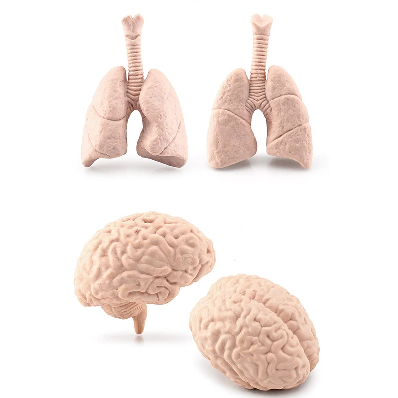 Simulation Human Body Torso Model Biology Brain Heart Liver Stomach Kidney Teaching Tools Learning Educational Toys for Children 6