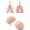 Simulation Human Body Torso Model Biology Brain Heart Liver Stomach Kidney Teaching Tools Learning Educational Toys for Children 6