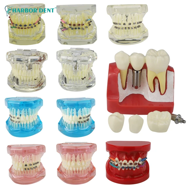 Gum Machoire - Dentier D'apprentissage - AliExpress