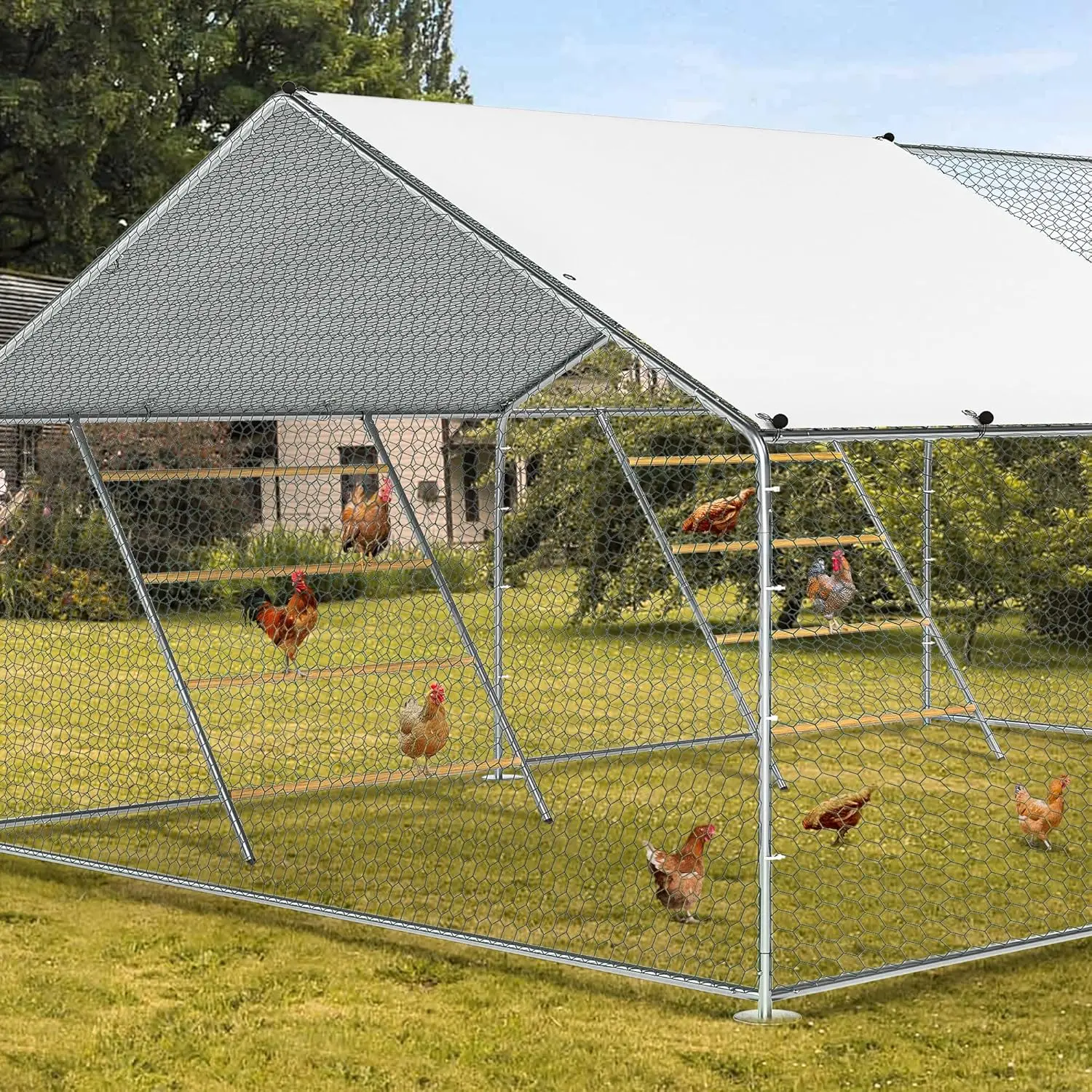 Chicken Coop Roosting Perch Essentials：Perfect for Backyard Poultry,Easy to Assemble & Clean, Fun Roost Toys Included 5