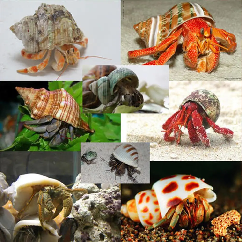 11pcs Hermit Crab Shells Medium Small Growth Turbo Seashells Sea Shell For Hermit Crabs Natural Shell Ornaments