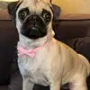 Bow Collar Solid Color Bowknot Puppy Chihuahua Adjustable Cats Accessories Safety Bell Tie Bow Buckle Pets with Collar New 3