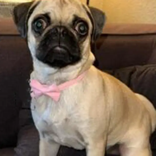 Bow Collar Solid Color Bowknot Puppy Chihuahua Adjustable Cats Accessories Safety Bell Tie Bow Buckle Pets with Collar New 3