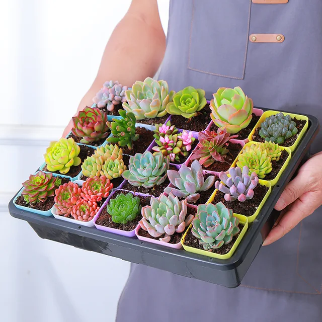 Tálca Zamatos Műanyag Virágcserép Szervező Medence Kis Fekete Négyzet Alakú Palánta - Image 3