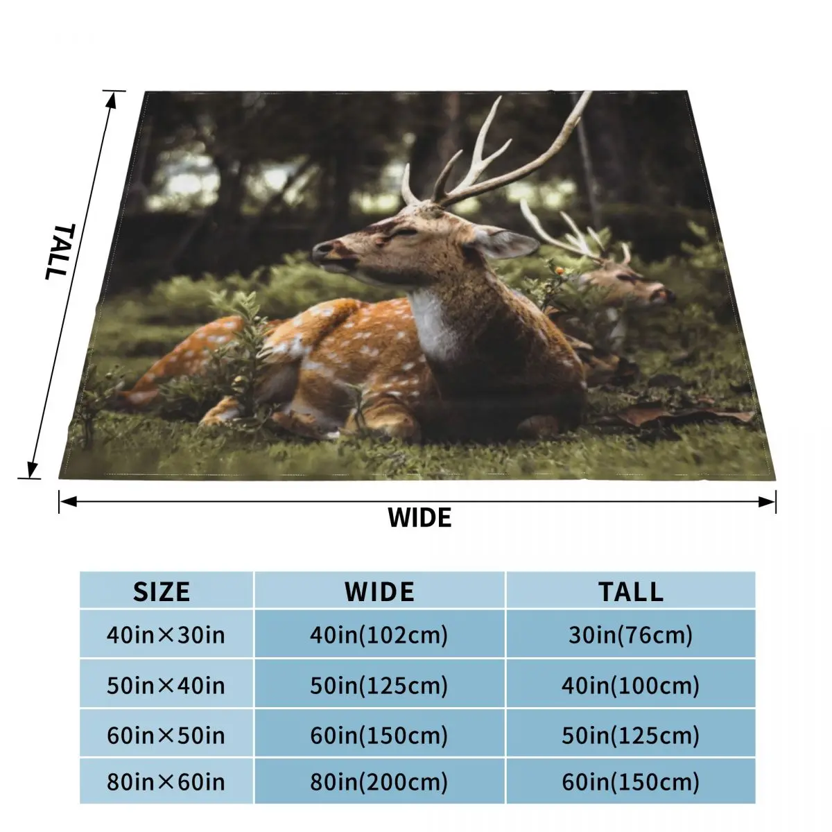 ������ �罿 ������ ���, �� �̺� ���, ���Ÿ� �귣�� ���